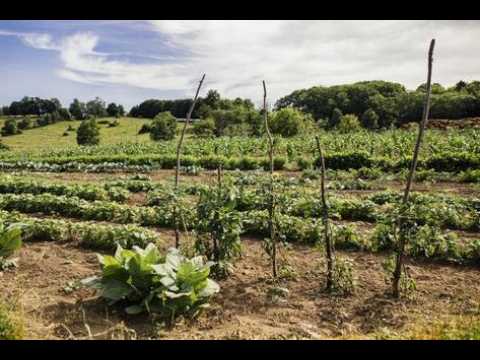 Food & Farms: First Franklin Candidate Forum, August 11, 2026